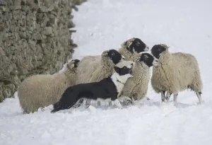 Domestic dog, Border Collie Sheepdog