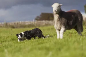 Domestic Dog, Border Collie, working sheepdog