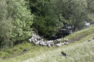 Domestic Dog, Border Collie, working sheepdogs