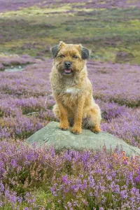 Domestic Dog, Border Terrier, adult male