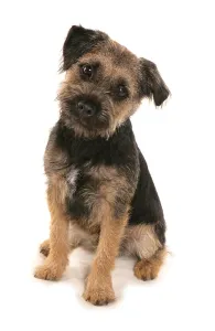 Domestic Dog, Border Terrier, Puppy, Sitting