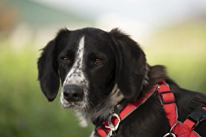 Domestic dog (Canis lupus familiaris)