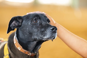 Domestic dog (Canis lupus familiaris)