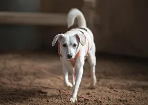 Domestic dog (Canis lupus familiaris)