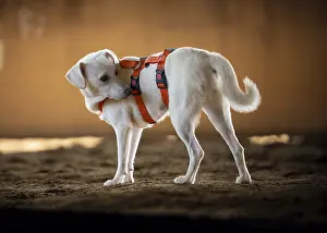 Domestic dog (Canis lupus familiaris)