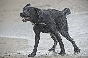 Domestic Dog (Canis lupus familiaris)