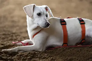 Domestic dog (Canis lupus familiaris)