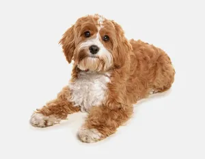 Domestic dog, Cavapoo (Cavalier King Charles Spaniel x Poodle)