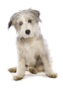 Domestic dog, collie, female puppy