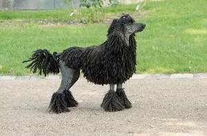 Domestic Dog, Corded Standard Poodle