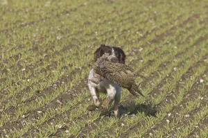 Domestic Dog, English Springer Spaniel