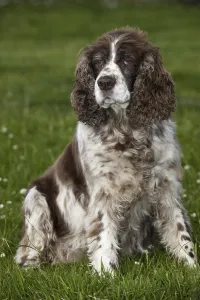 Domestic dog, English Springer Spaniel