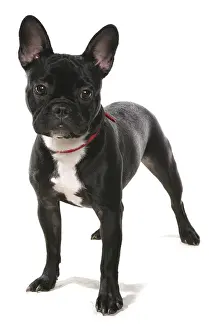 Domestic dog, French Bulldog, adult