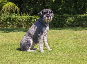 Domestic dog, giant schnauzer, adult female