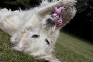 Domestic Dog, Golden Retriever
