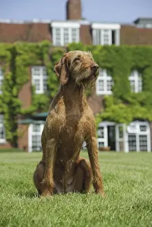 Domestic Dog, Hungarian Vizsla