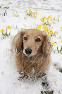 Domestic dog, long-haired miniature dachshund