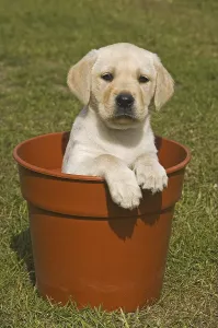 Domestic Dog, Yellow Labrador, puppy