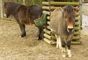The domestic donkey is a common pet all over the world