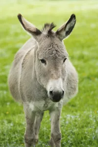 Domestic donkey (Equus asinus asinus)