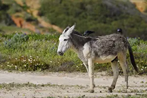 Domestic donkey (Equus asinus asinus) with jackdaws (Corvus monedula)
