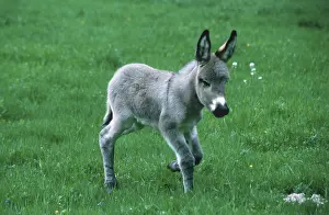 Domestic donkey, foal, ass