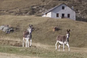 Two Domestic Donkeys (Equus asinus asinus) on a mountain pasture