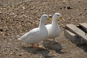Domestic Duck, Call Duck, adult pair