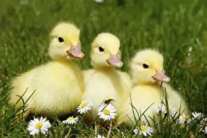 Domestic ducks, ducklings