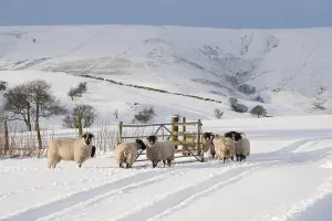 Domestic ewes, ewes and Scottish black-headed ewes