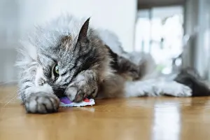 Framed Print : Domestic fluffy gray cat plays with stimulating pad with valerian