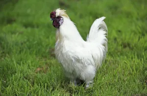 Domestic fowl called Negre Soie