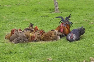 Domestic fowl, catfish, free-range cock and hens