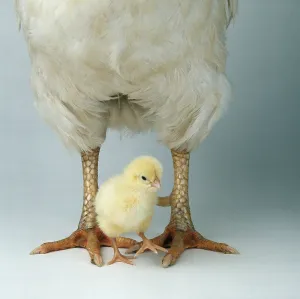 Domestic fowl, chick between legs of domestic cock