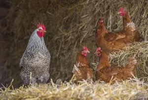 Domestic fowl, crossbred cock and hens