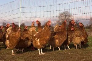 Domestic fowl, free-range chicken