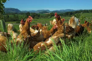 Domestic fowl, free-range chickens feeding at the edge of a wood