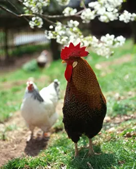 Domestic, free range, cock