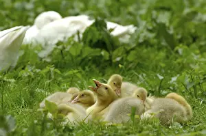 Domestic geese, goslings