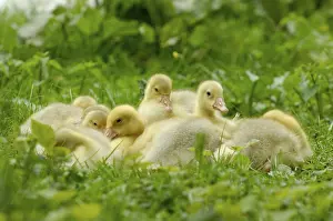 Domestic geese, goslings