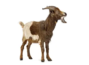 Domestic goat bleating, isolated on white background