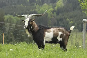 Domestic goat (Capra aegagrus hircus) 3