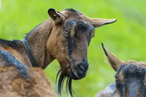 Domestic goat (Capra aegagrus hircus)