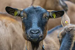 Domestic goat (Capra aegagrus hircus)