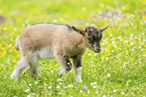 Domestic goat (Capra aegagrus hircus) kid walking on a meadow in spring