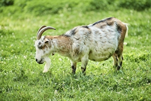 Domestic goat (Capra aegagrus hircus) on a meadow