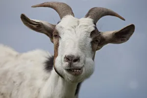 Domestic goat (Capra aegagrus hircus), portrait