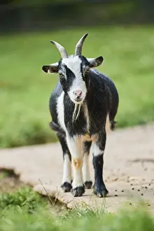 Domestic goat (Capra aegagrus hircus) standing on the ground