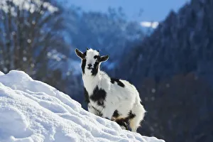 Domestic goat (Capra hircus) kid on a snowy meadow in winter