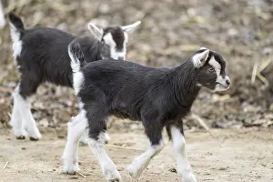 Domestic goat (Capra hircus) youngster on a farm outdoors
